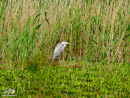 Grey Heron - Czapla Siwa